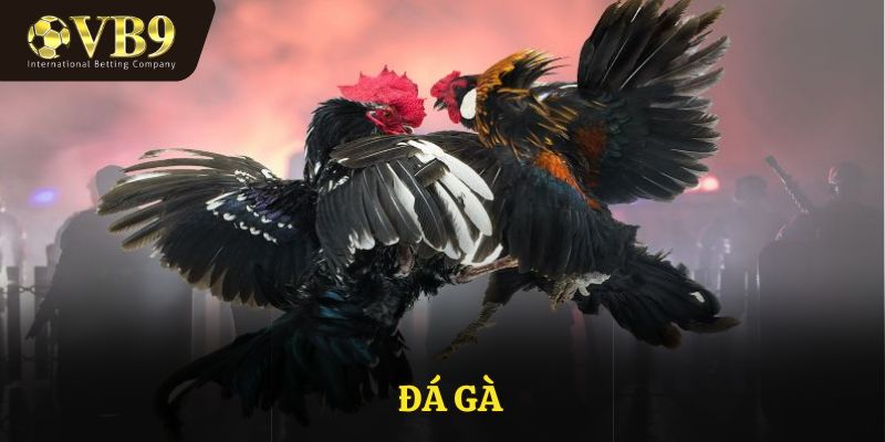 Đá gà